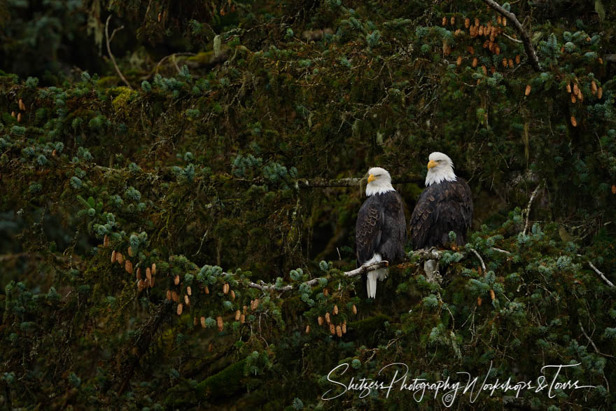 Mated Pair of Bald Eagles in Sitka Spruce tree 20151102 121009