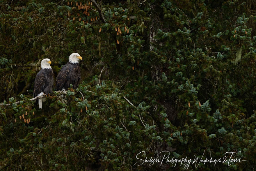 Mated Pair of Eagles in Alaska