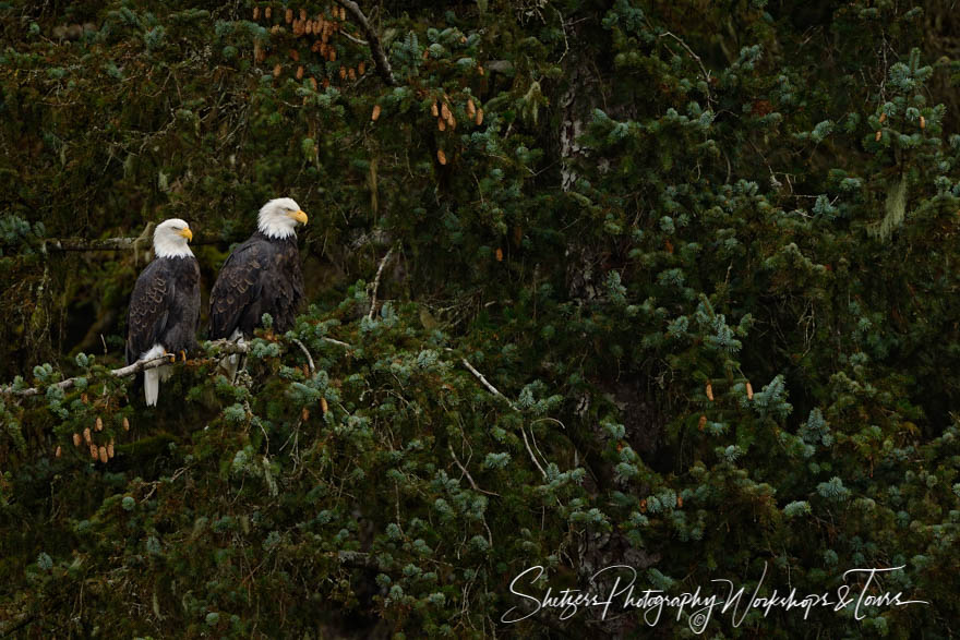 Mated Pair of Eagles in Alaska 20151102 121247