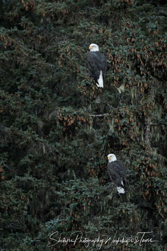 Mated pair of eagles perched