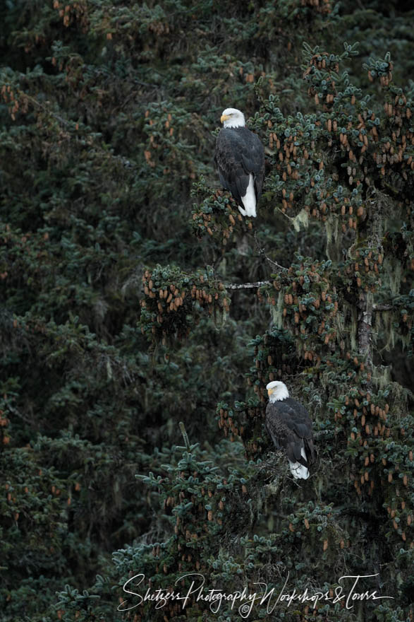 Mated pair of eagles perched 20161116 162907