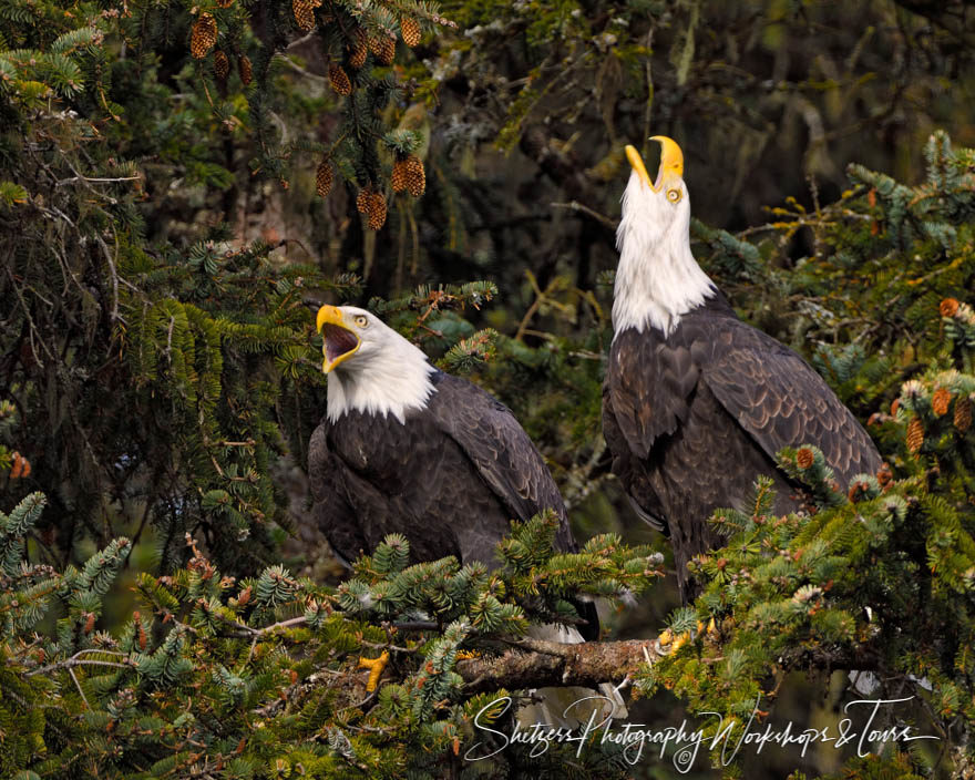 Mated pair of eagles screaming