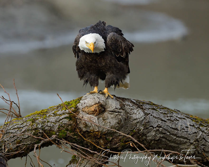 Mean bald eagle puffs its chest