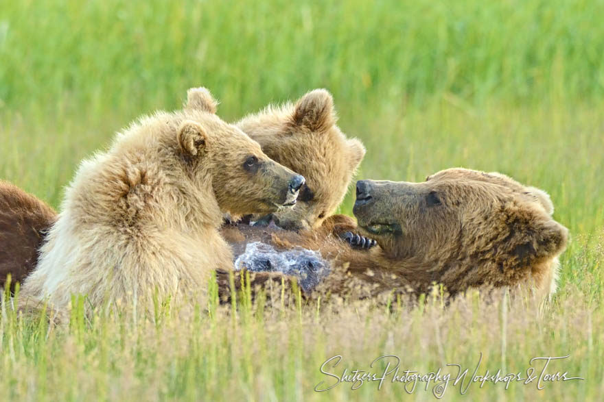 Milky Bear Family