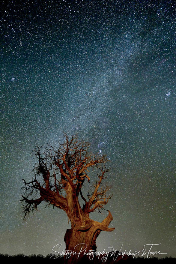 Milky way and juniper tree by night