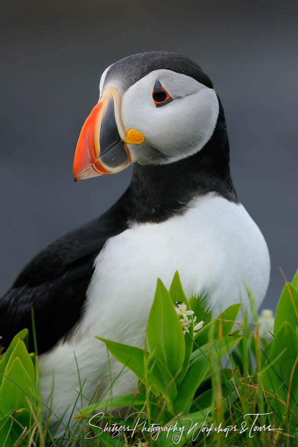 Modeling Puffin 20110707 182135
