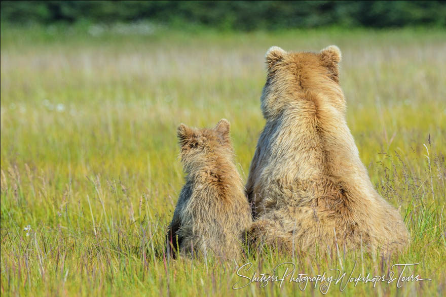 Momma bear and cub sitting together