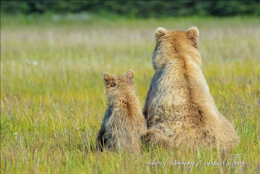 Momma bear and cub sitting together 20140716 093513