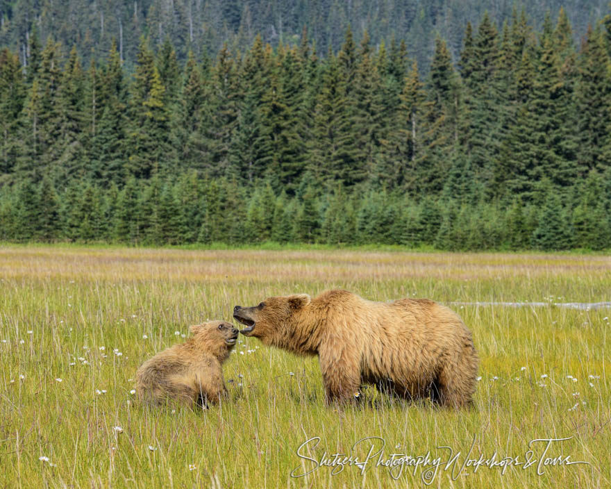 Momma bear shows her dominance