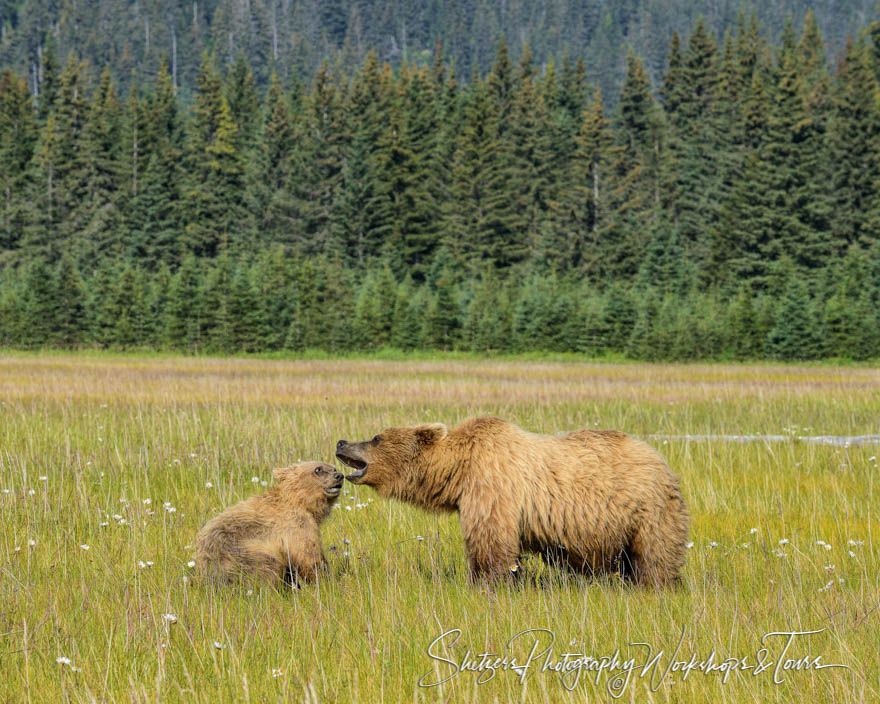 Momma bear shows her dominance 20140716 103333