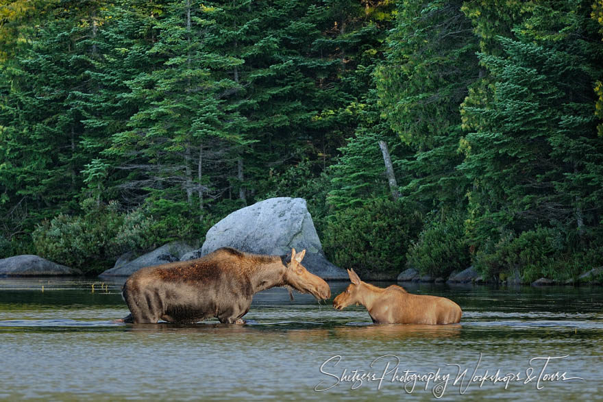 Moose Cow and Calf touch Noses in Baxter State Park Maine