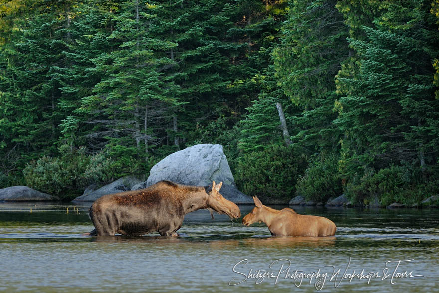 Moose Cow and Calf touch Noses in Baxter State Park Maine 20110809 064322