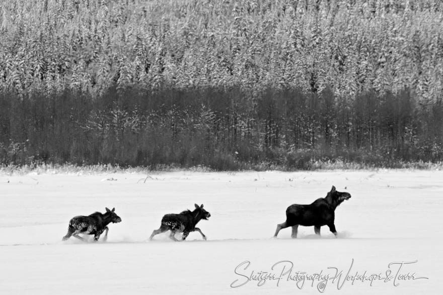 Moose Cow and her Calves