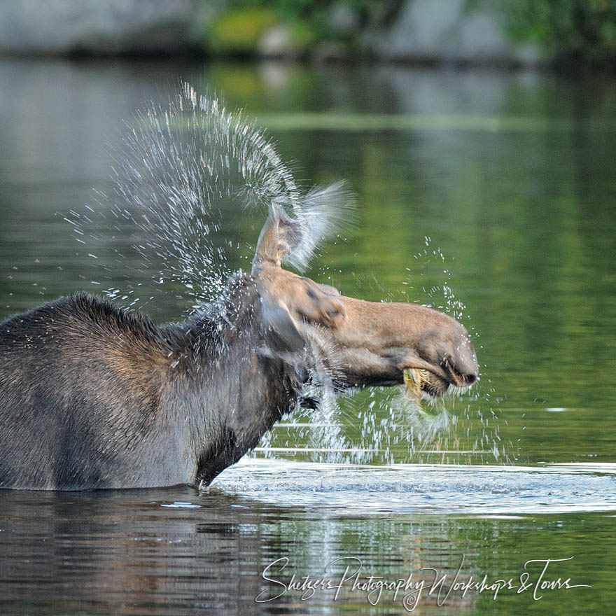 Moose Shakes Dry at Baxter State Park in Maine