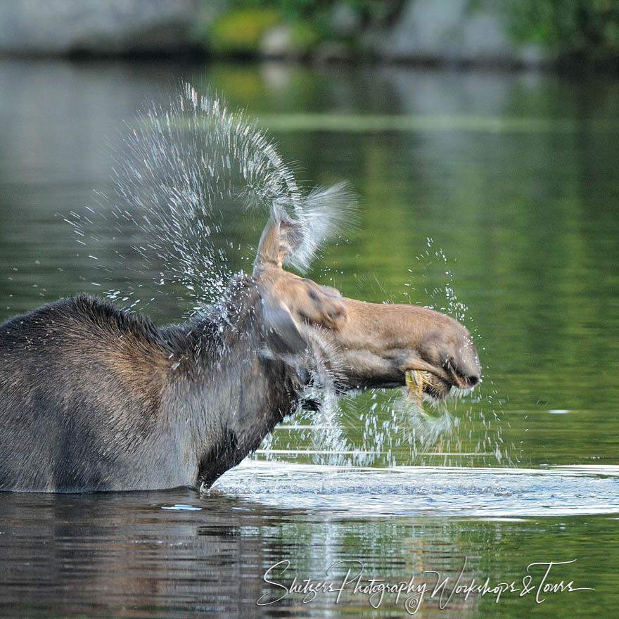 Moose Shakes Dry at Baxter State Park in Maine 20110812 060333