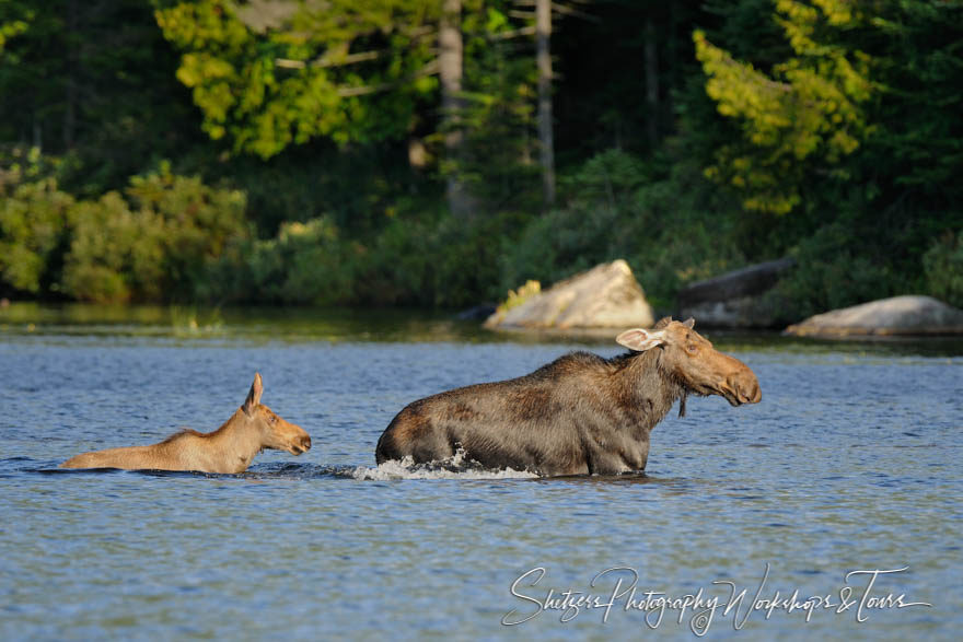 Moose and Calf at Baxter State Park in Maine