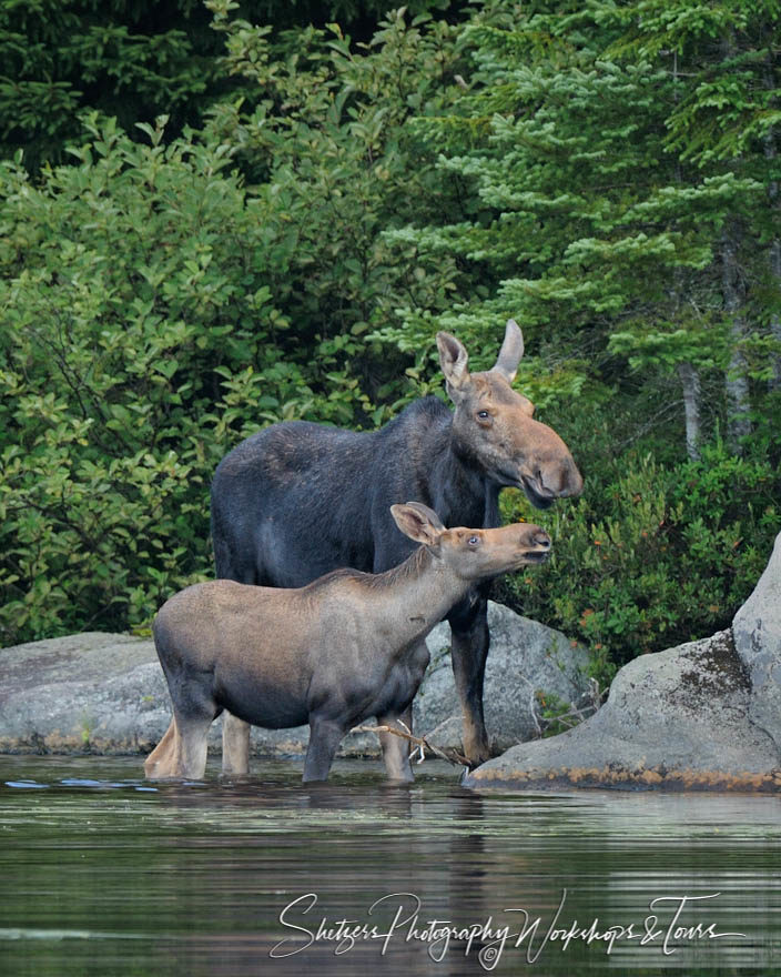 Moose and Calf in Pond