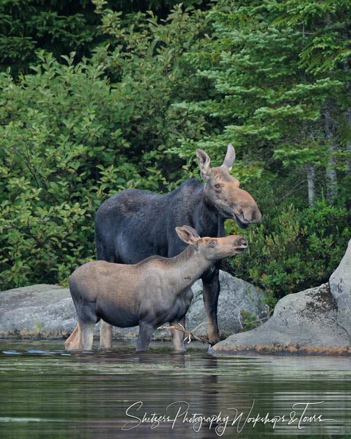 Moose and Calf in Pond 20110812 055743