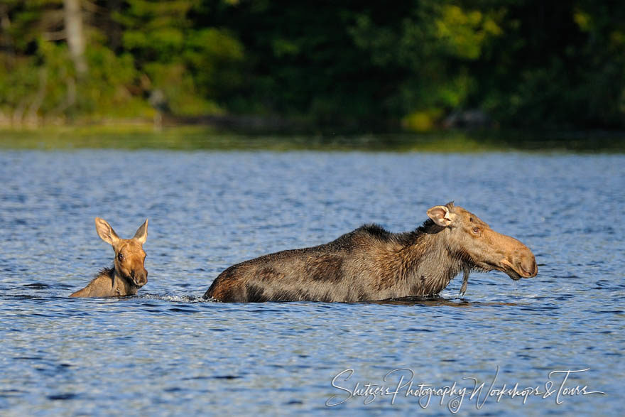 Moose and Young Calf in Baxter State Park Maine