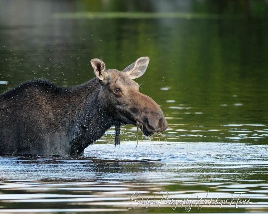 Moose with Bugs – Baxter State Park