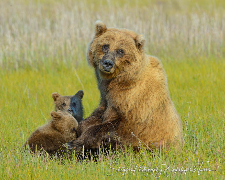 Mother grizzly and cubs