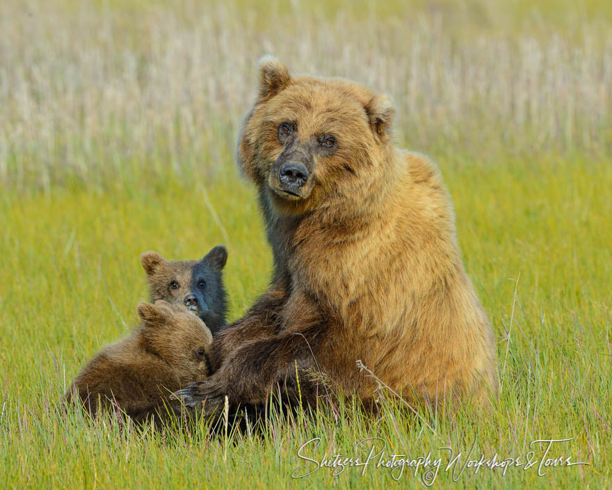 Mother grizzly and cubs 20140717 192705