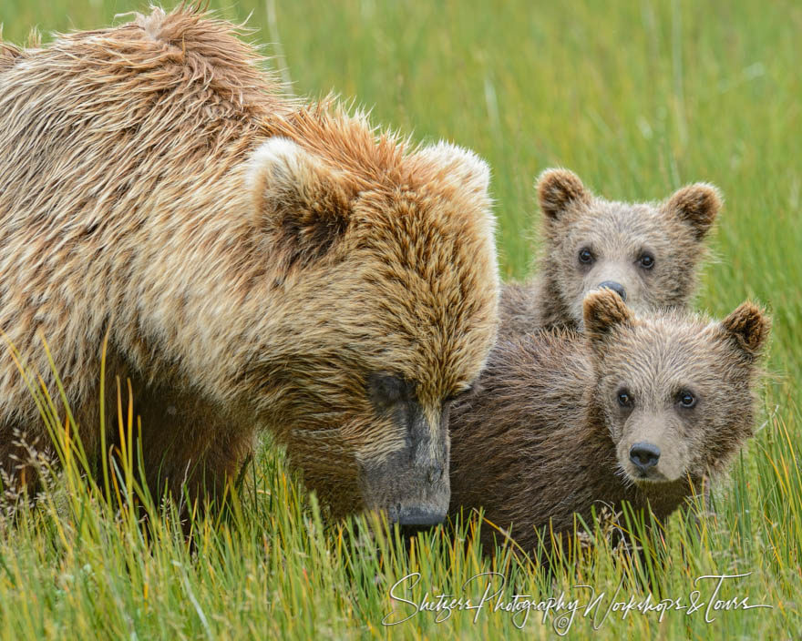 Mother grizzly and cubs after a swim