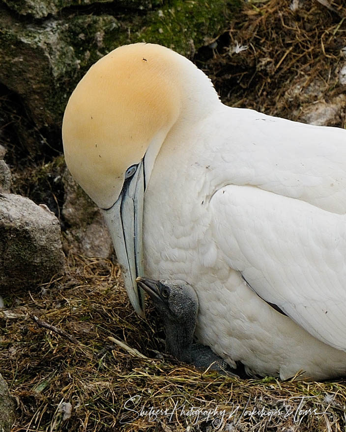 Mother nests baby gannet seabird