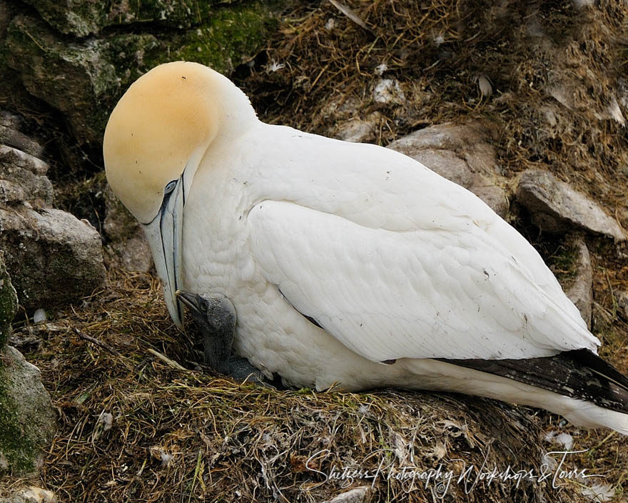 Mother nests baby gannet seabird