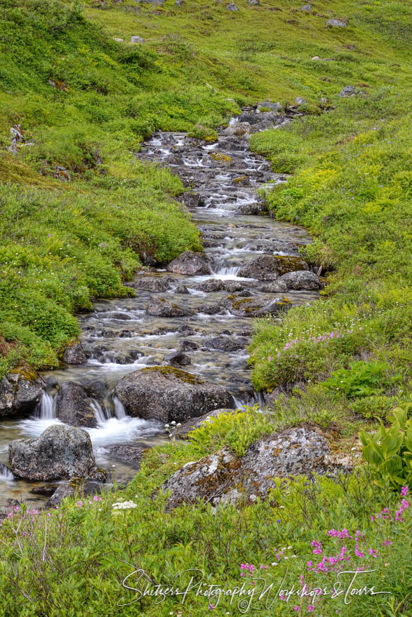 Mountain stream flows down lush hillside