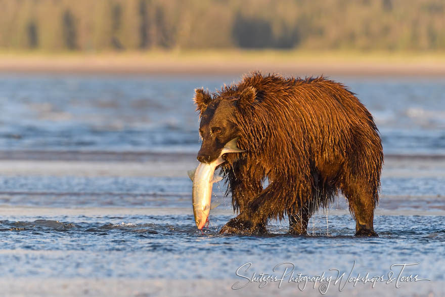 Nature Image of Grizzly Bear with Fresh Salmon in its mouth