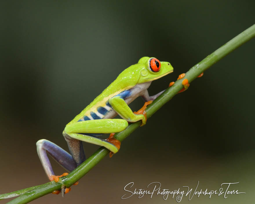 Nature image of Red-eyed tree frog climbing high