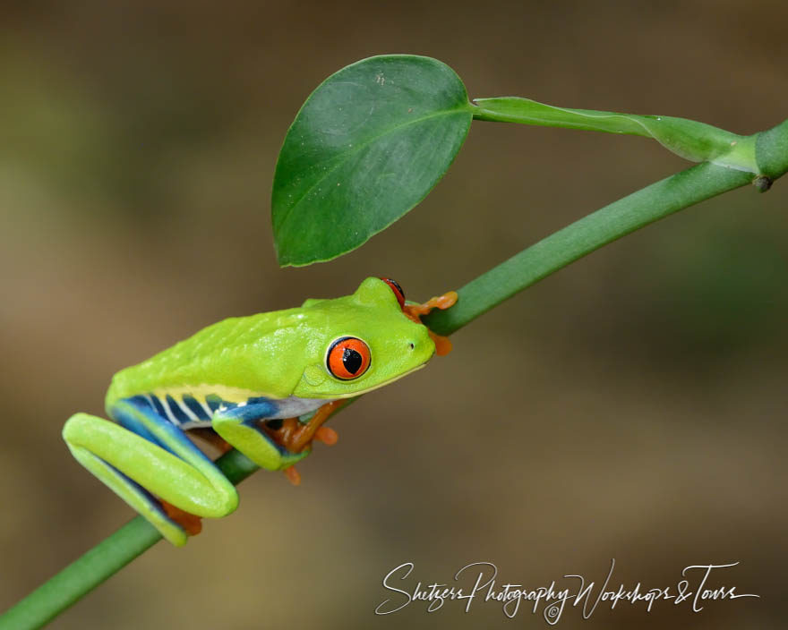 Nature picture of Red-eyed tree frog close up