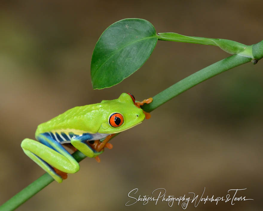 Nature picture of Red eyed tree frog close up 20170407 120229