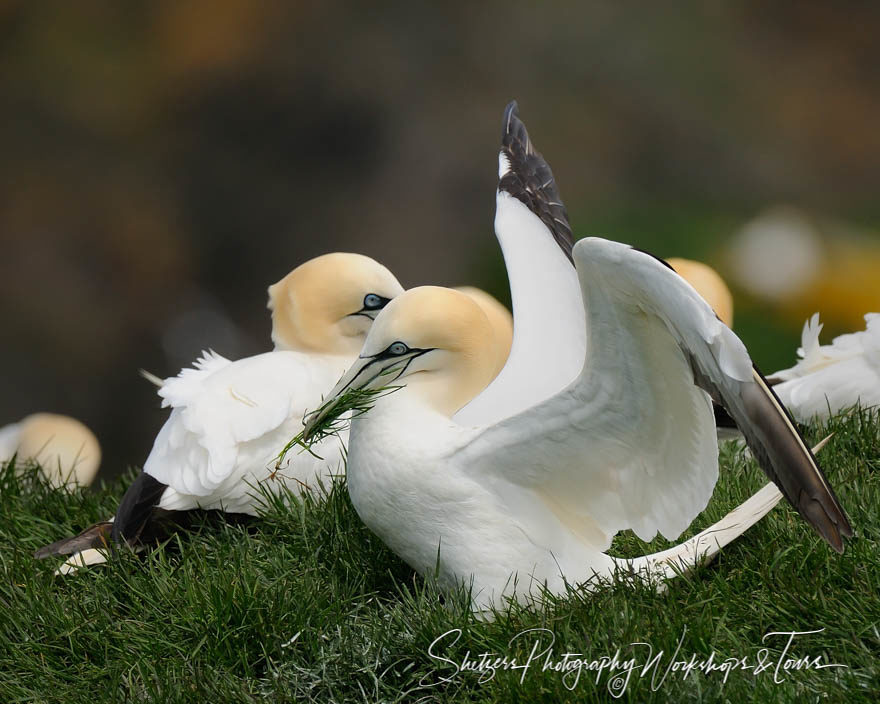 Nesting Material of a Northern Gannet