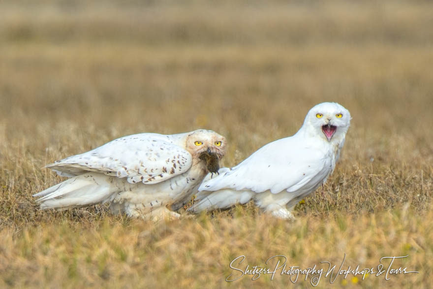 Nesting snowy owls