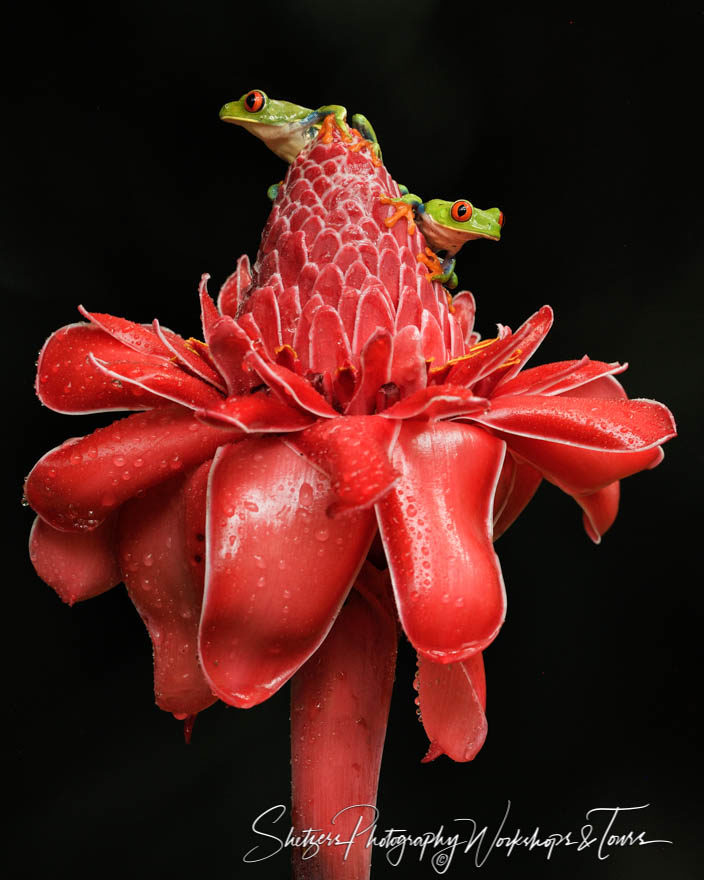 Night photography of two Red-eyed tree frogs on red flower