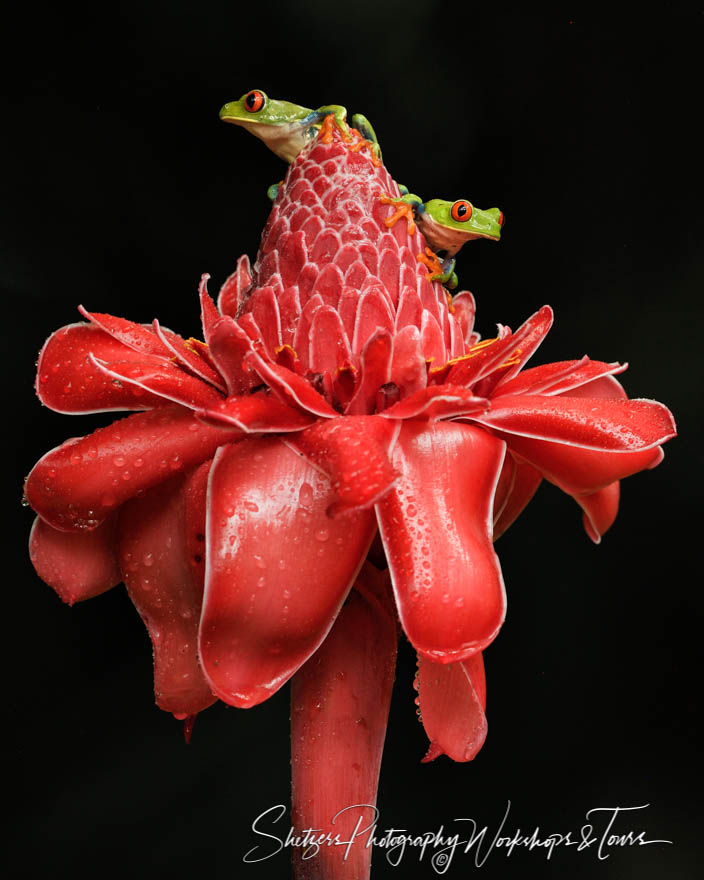 Night photography of two Red eyed tree frogs on red flower 20170407 142624