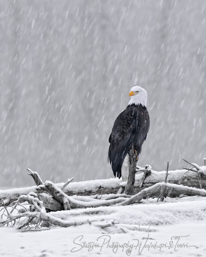 North American Bald Eagle on Snowy Perch