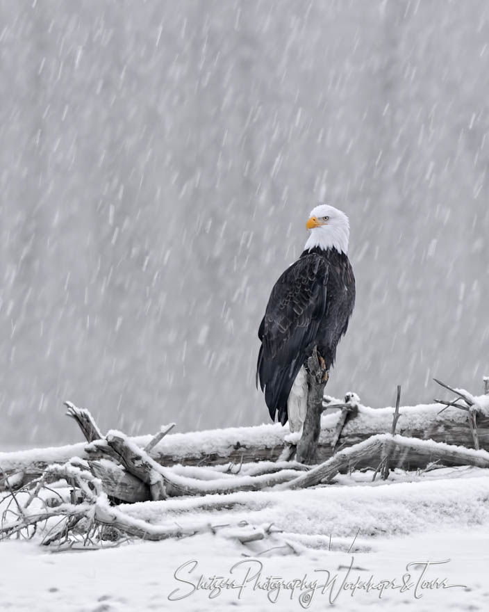North American Bald Eagle on Snowy Perch 20111104 123117