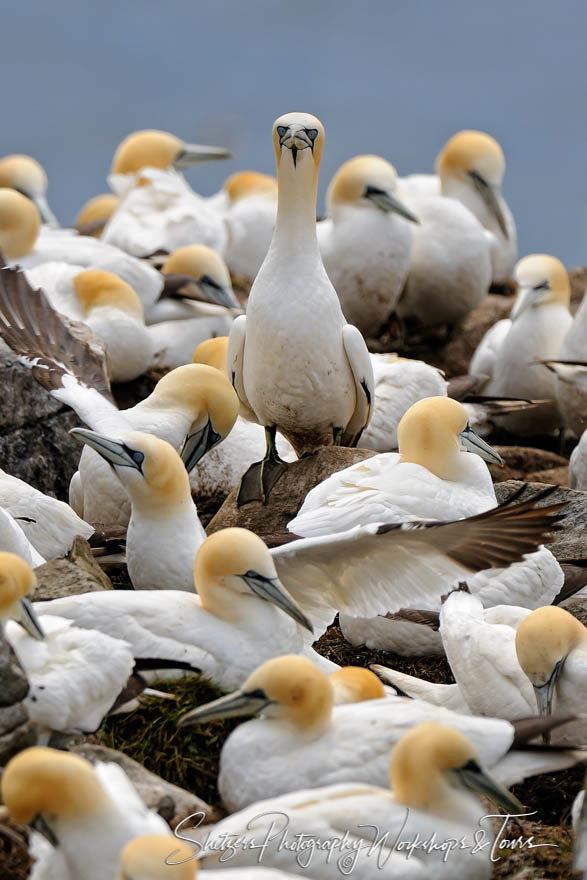 Northern Gannet Staring Contest