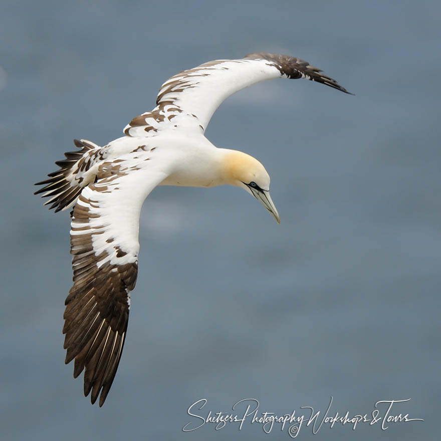 Northern Gannet in Flight 20110622 104717