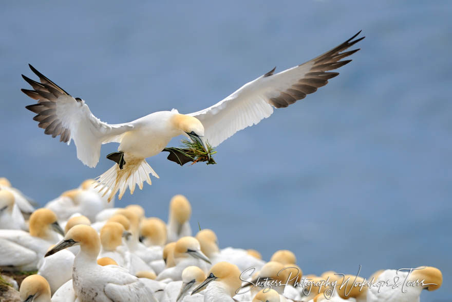 Northern Gannet in flight – Crowded Landing