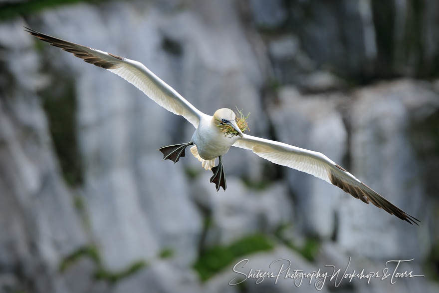 Northern Gannet nest building