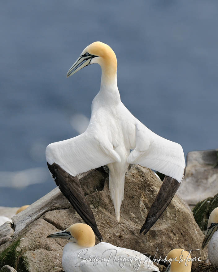 Northern Gannet perches on rock