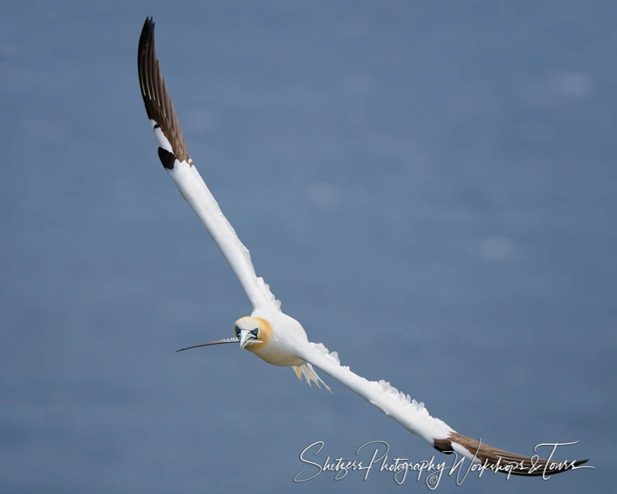 Northern Gannet with Feather in Beak