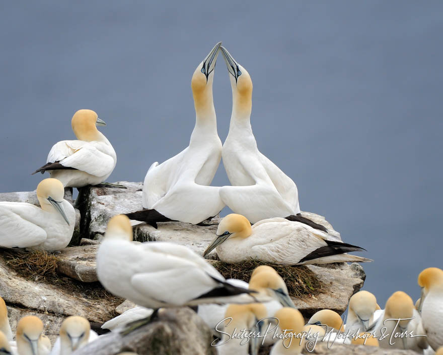 Northern Gannets Love at First Site 20110623 152637