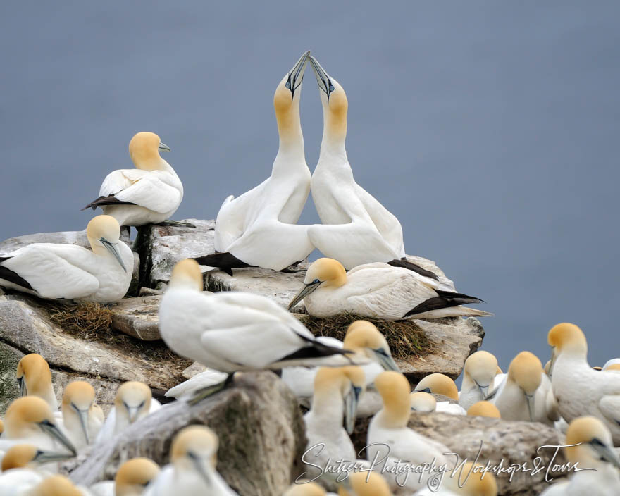 Northern Gannets Mate 20110623 152637