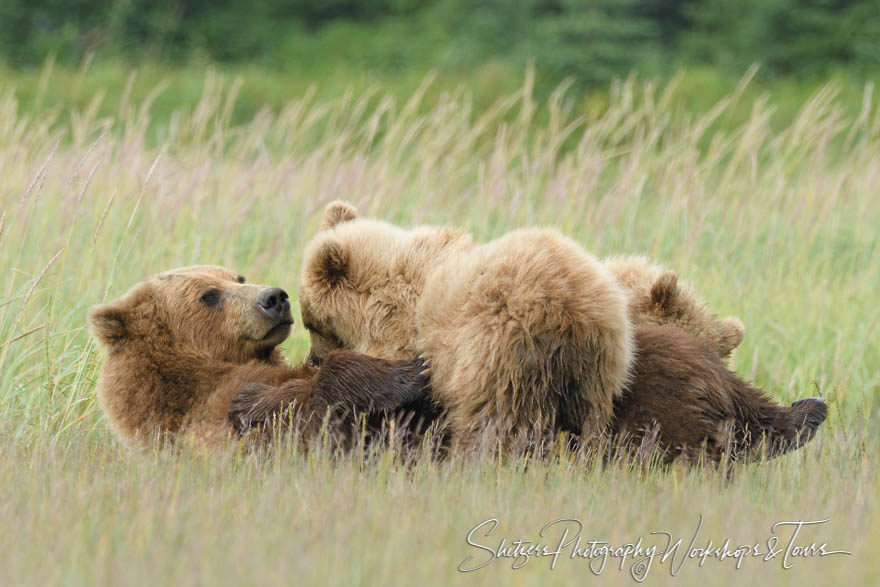 Nursing Bear Family