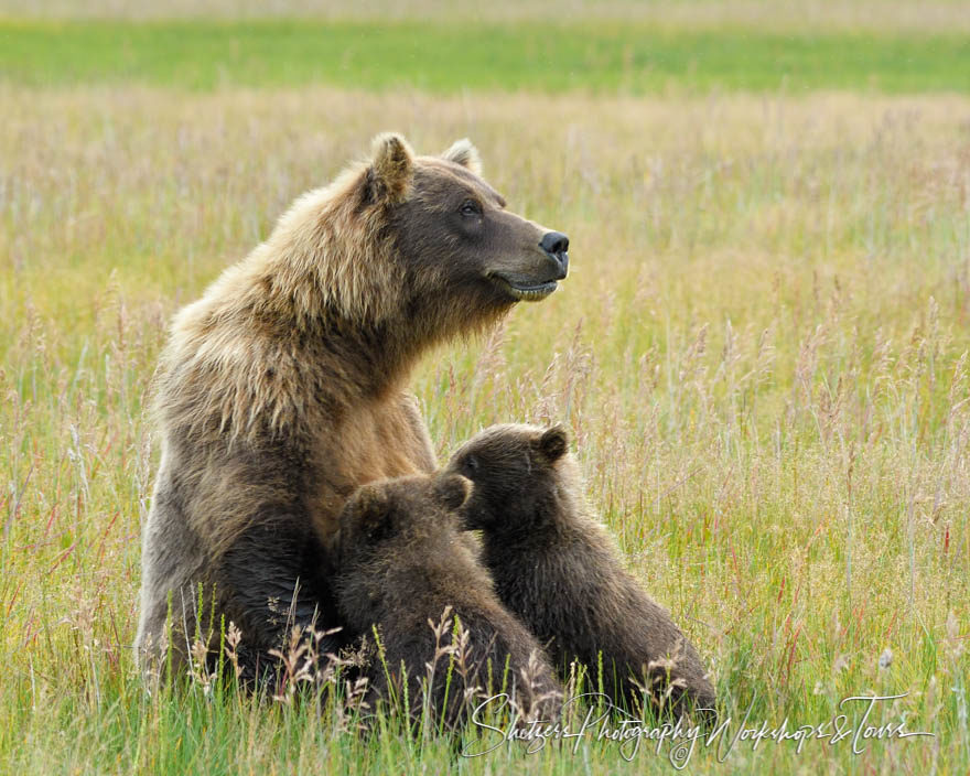 Nursing Bear Family